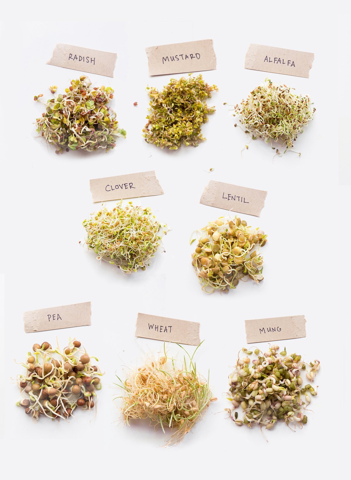 Individual piles of sprouts labeled with the type of seed - radish, mustard, alfalfa, clover, lentil, pea, wheat, mung bean