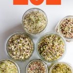 Overhead shot of various types of sprouts in mason jars, including lentils, alfalfa, clover, mung bean, wheat, radish, pea, and mustard, with a text overlay