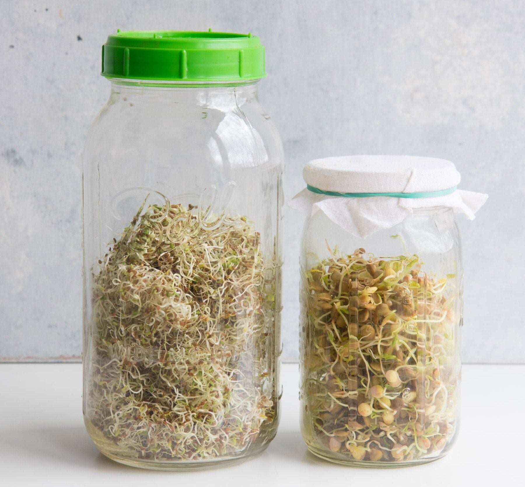 Two mason jars side-by-side filled with clover and lentil sprouts