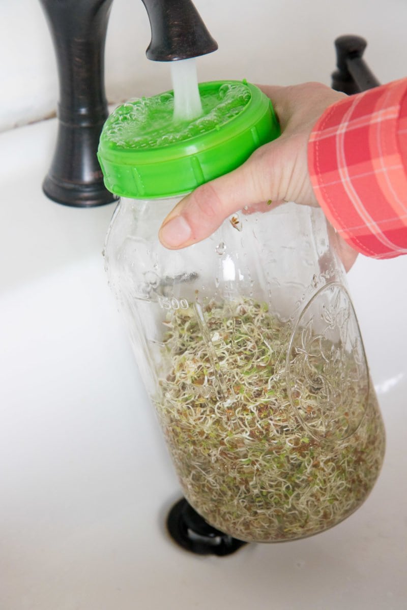 Hand holding a jar of alfalfa sprouts under a sink faucet to rinse the sprouts