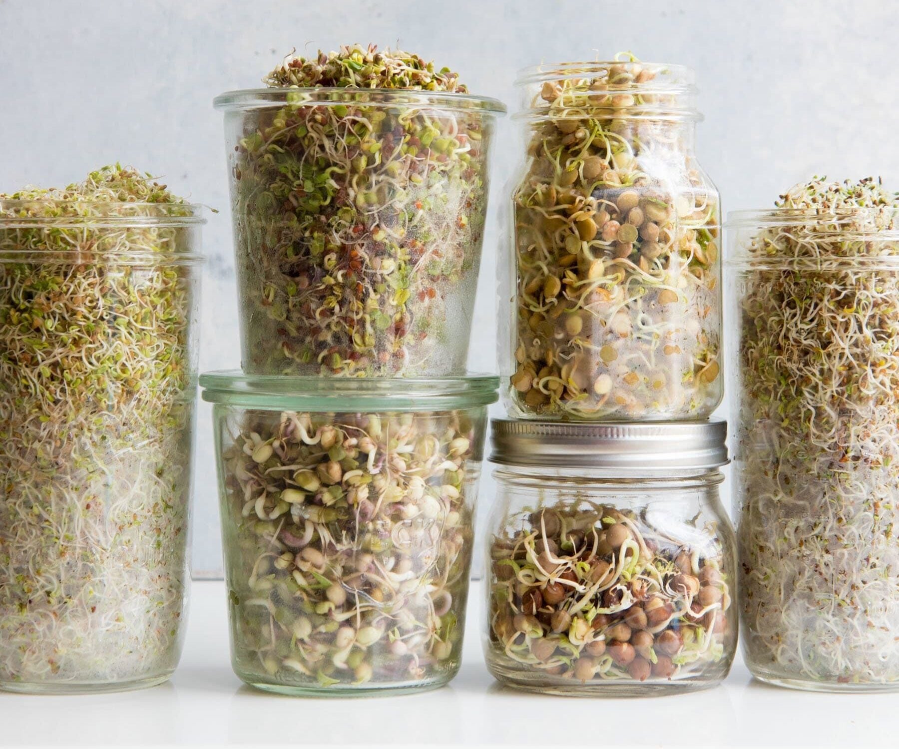 Side shot of various types of sprouts in mason jars, including lentils, alfalfa, clover, mung bean, wheat, radish, pea, and mustard