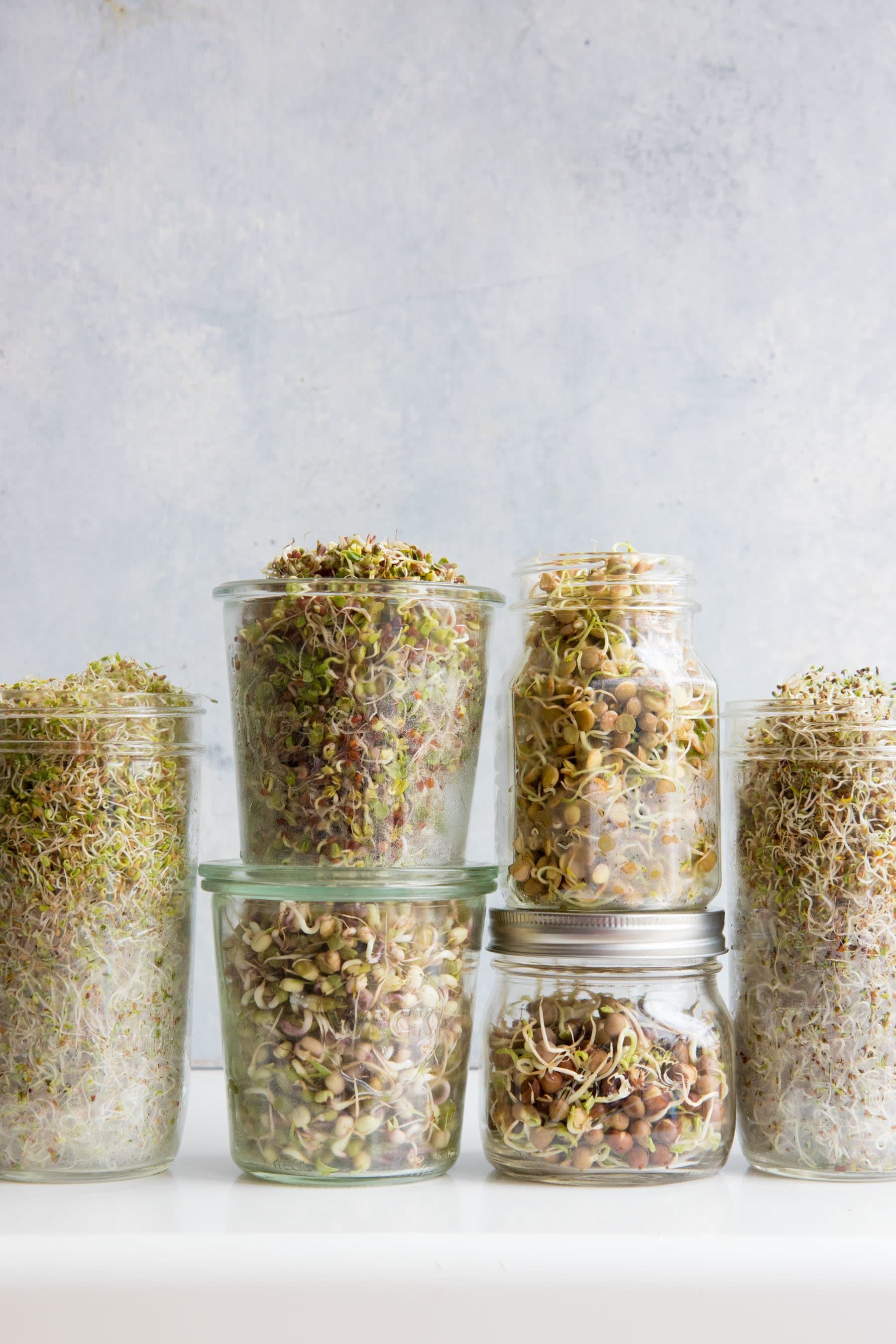 Side shot of various types of sprouts in mason jars, including lentils, alfalfa, clover, mung bean, wheat, radish, pea, and mustard