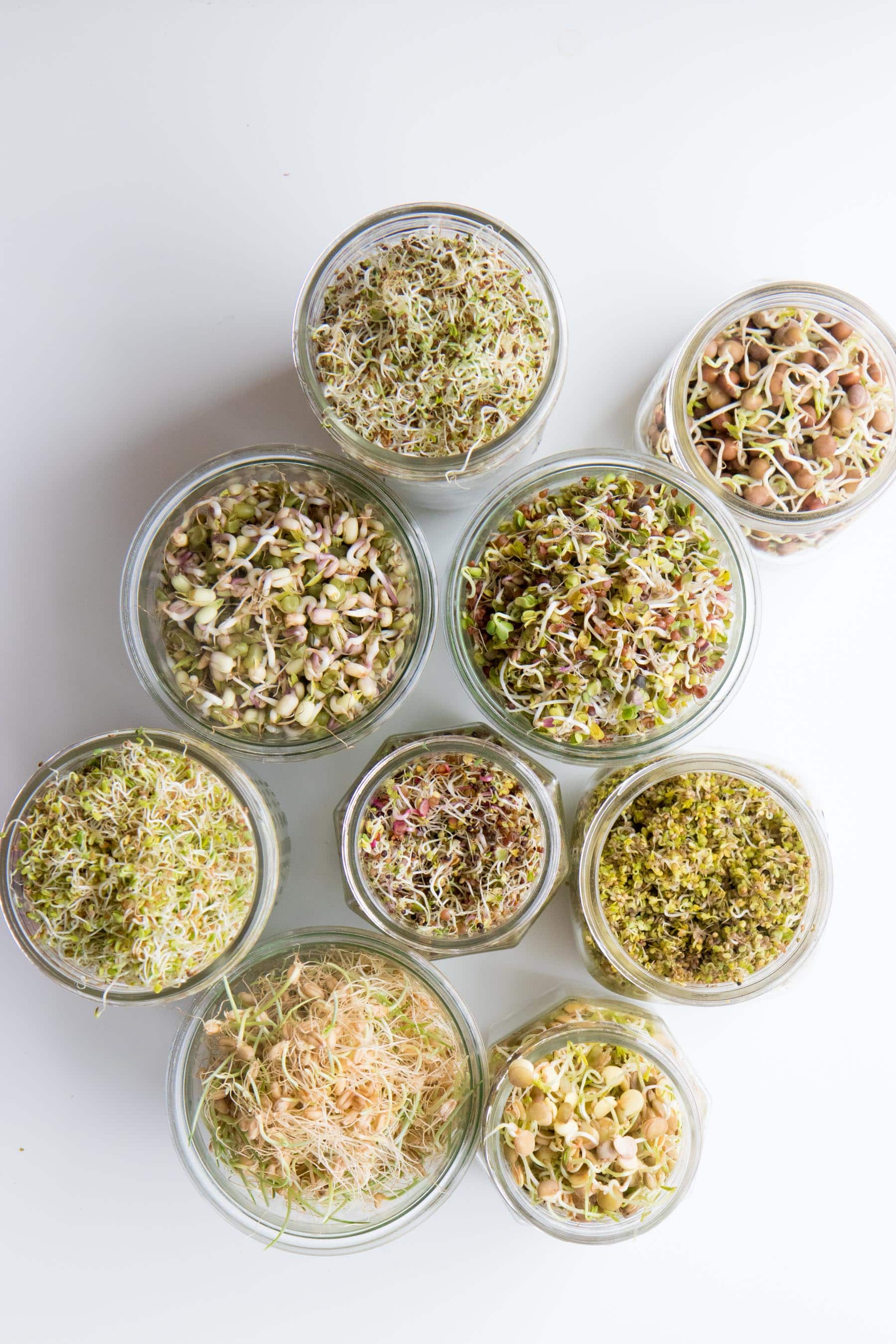 Overhead shot of various types of sprouts in mason jars, including lentils, alfalfa, clover, mung bean, wheat, radish, pea, and mustard