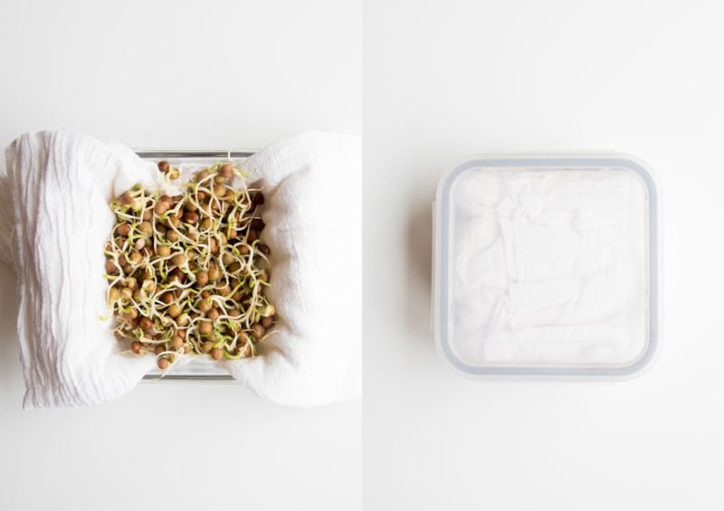 Overhead split shot - on the left, pea sprouts on a tea towel in a glass container; on the right, the container sealed around the sprouts and towel