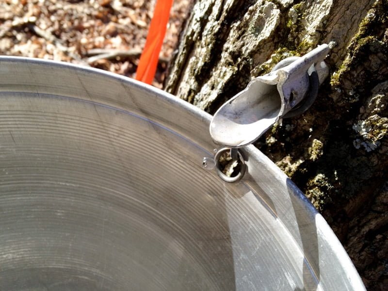 maple sap bucket