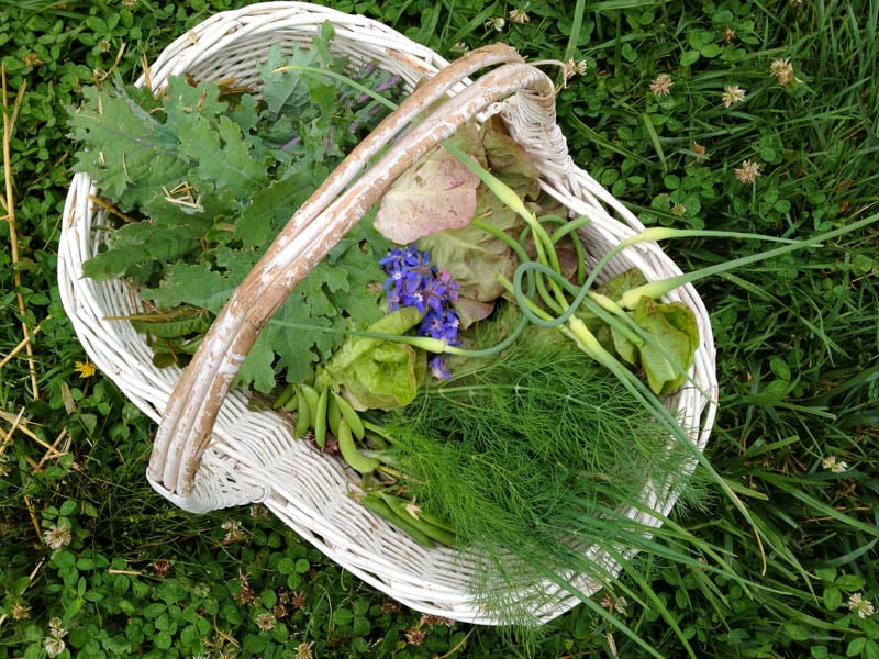 basket garden