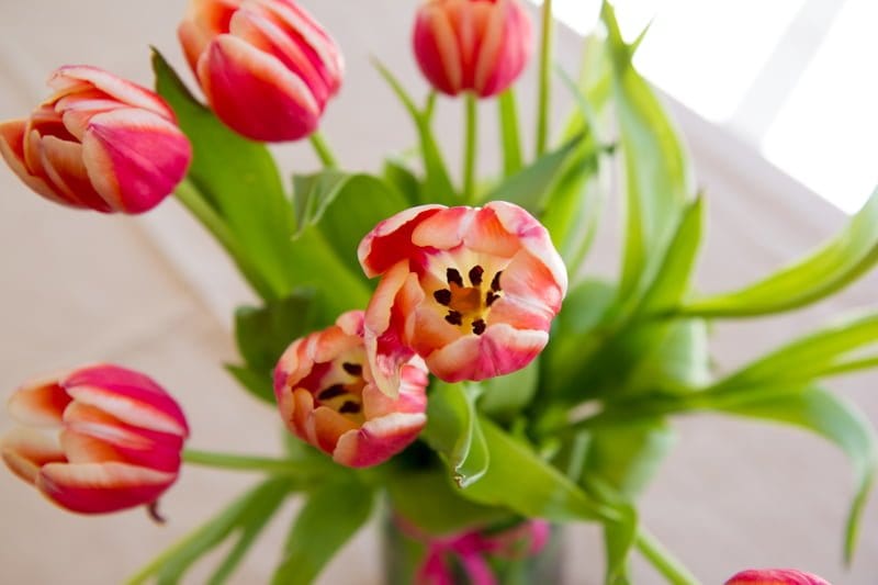 tulips