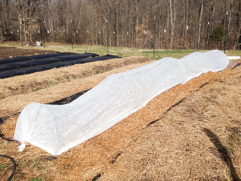 In The Garden - Wholefully