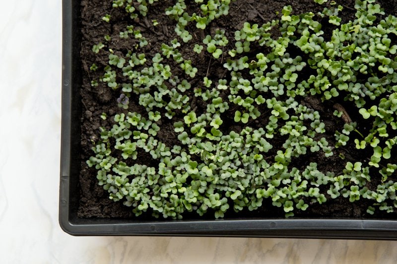Microgreens starting to sprout and show their true leaves in a pot of dirt.