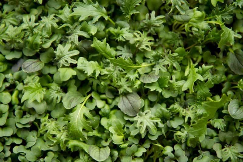 A closeup shot of microgreens