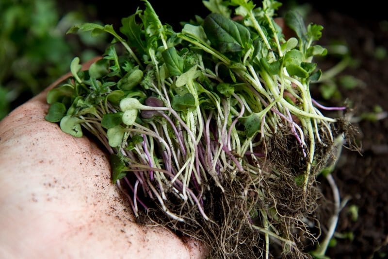 A hand holds mature microgreens, with their roots still attached.