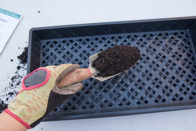 A hand holds a shovel full of potting soil, about to be poured into a black flat.