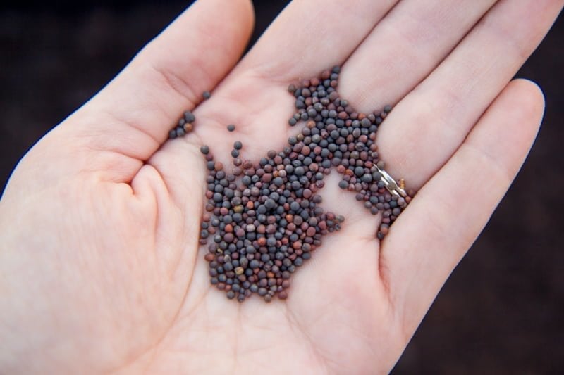 A hand holds some microgreen seeds.