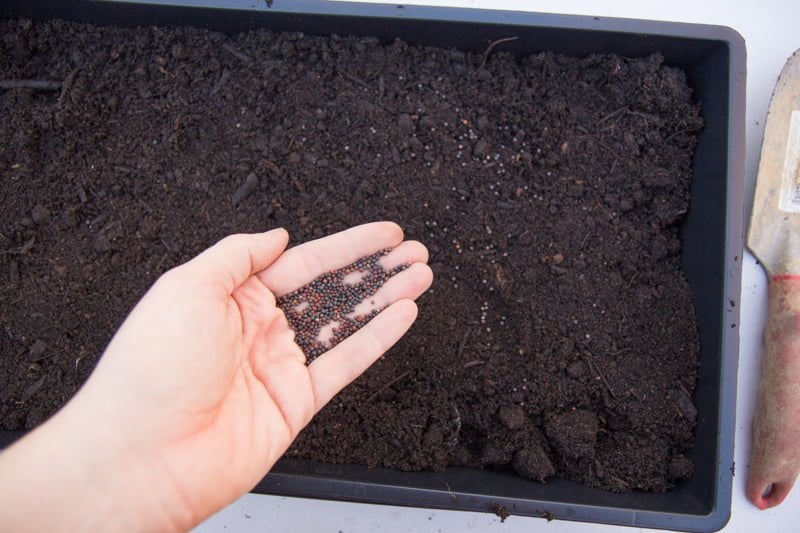 A hand pour seeds for microgreens into a black flat. Half of the small shovel can be seen on the right hand side of the photo.
