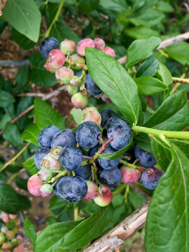 Blueberries