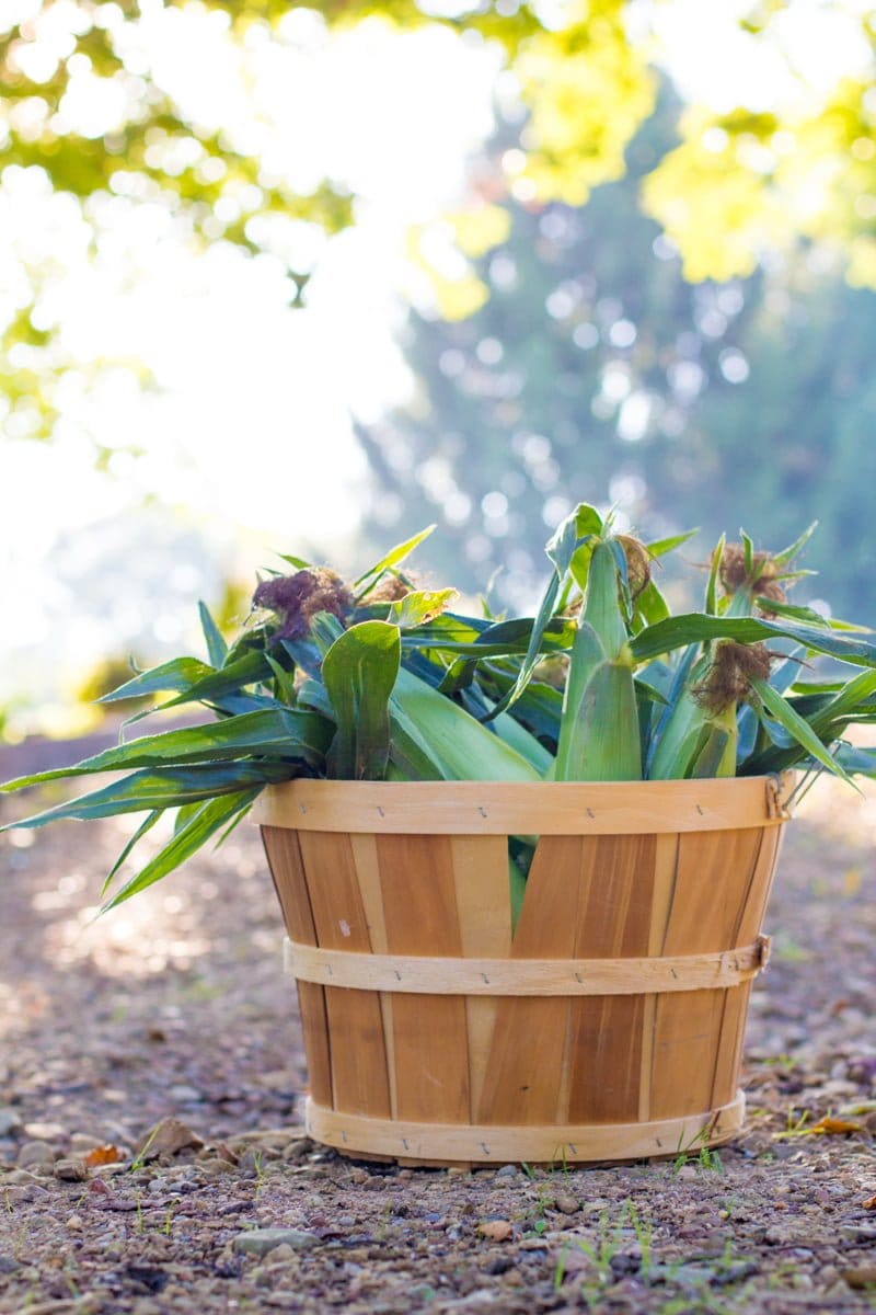 Fresh picked corn in a wooden basket outside.