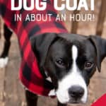 A black and white dog stands outside in a red plaid coat. A text overlay reads "How to Sew a Custom Dog Coat in About an Hour! Free Pattern."