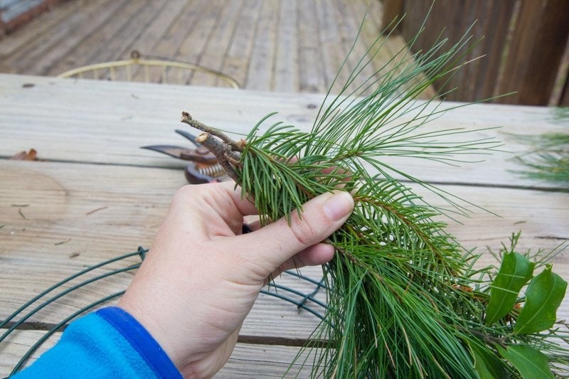 Hand holding evergreen sprigs to place on a wreath form