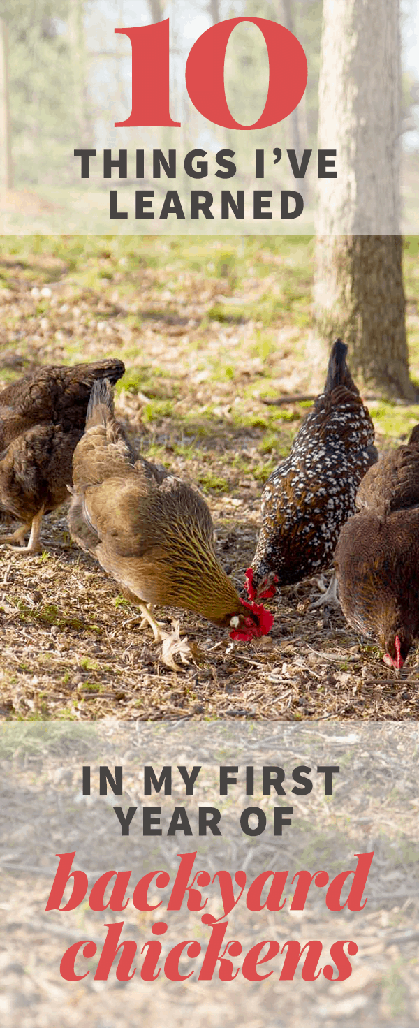 10 Things I've Learned in my First Year of Backyard Chickens