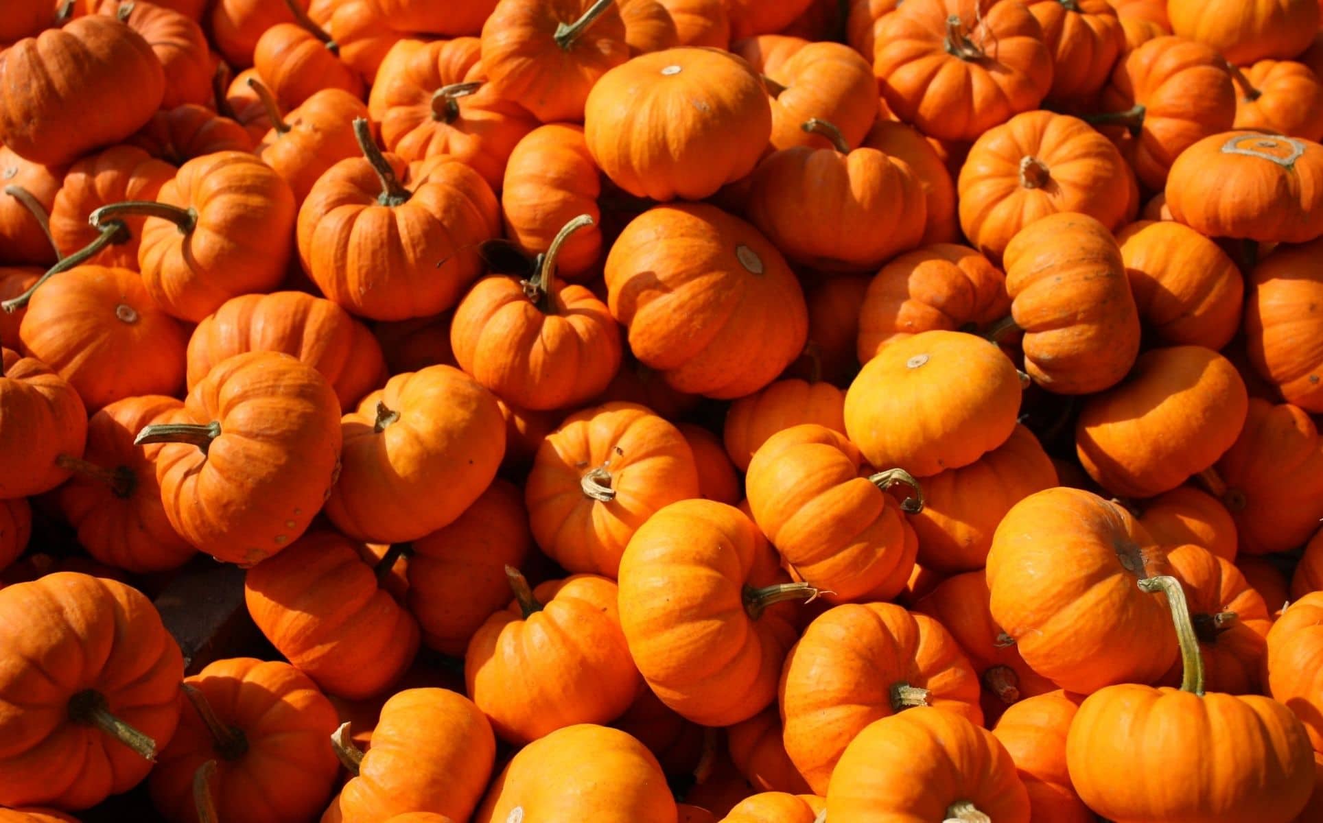 Pile of pie pumpkins.