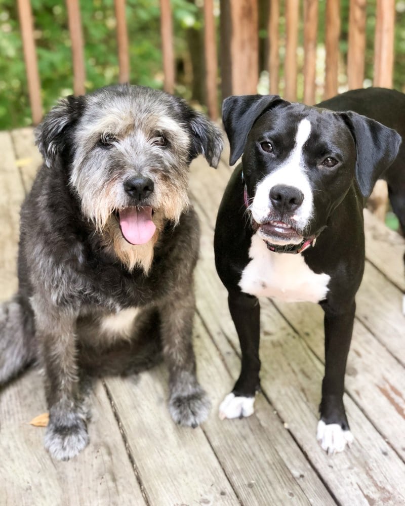Two dogs side-by-side on a wooden porch