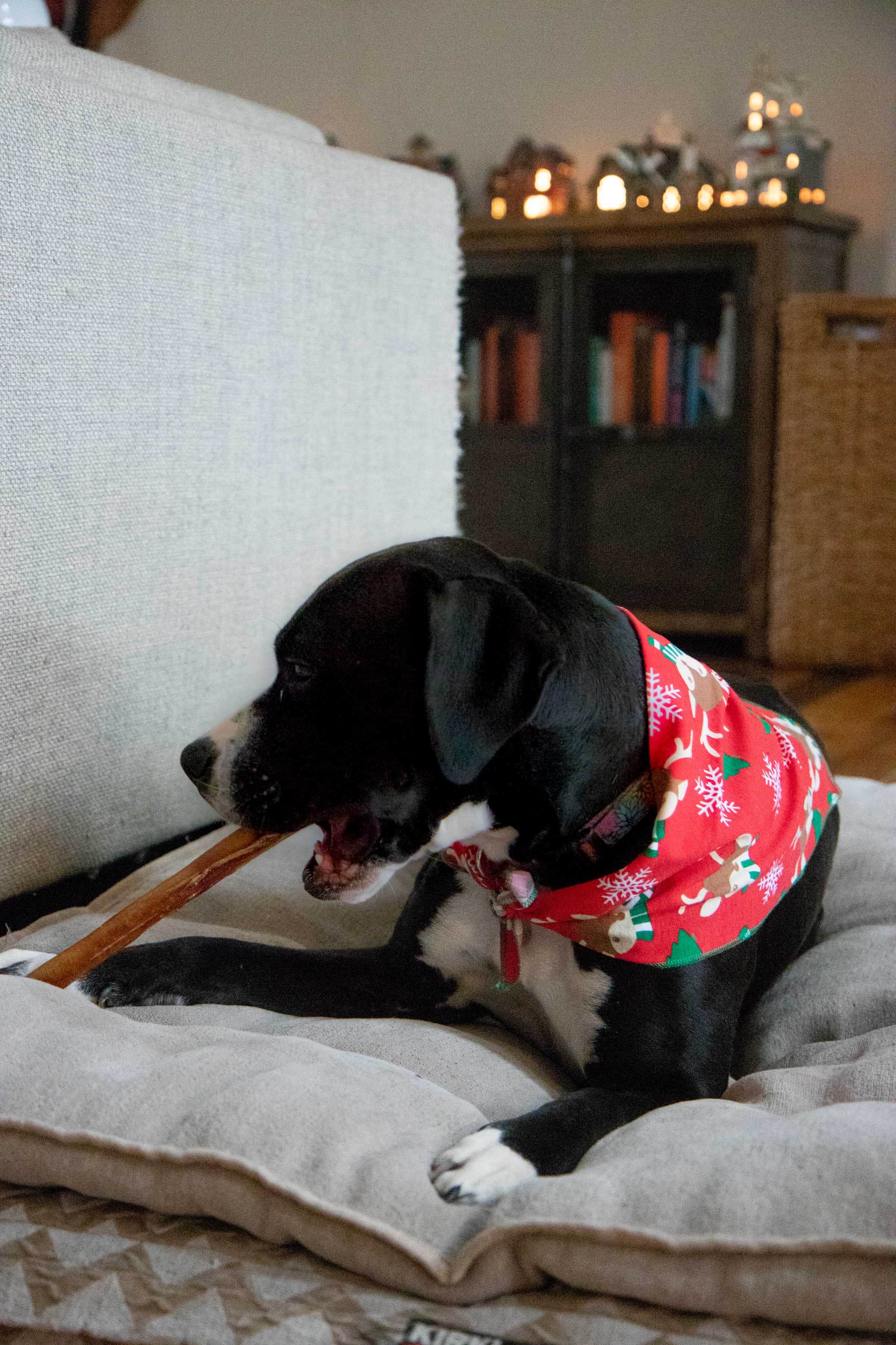Black and white dog with a holiday bandana chewing a bully stick