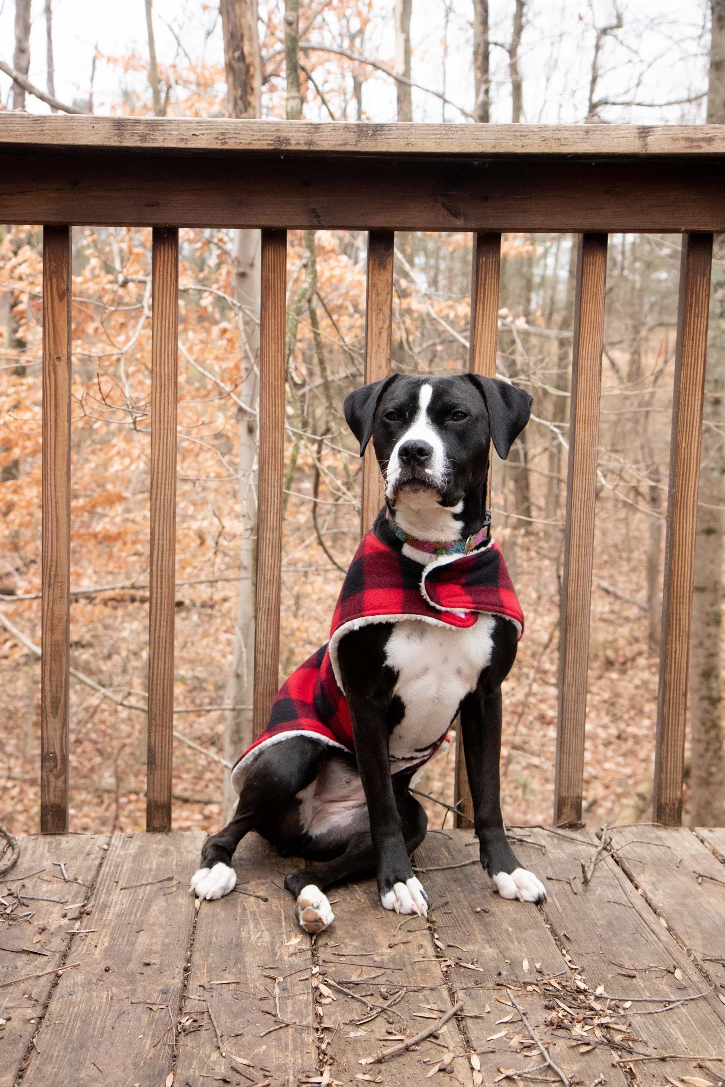 Black and white boxer mix sitting and wearing a plaid custom dog coat outside