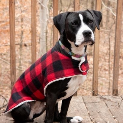 Black and white dog sitting and wearing a plaid custom dog coat outside