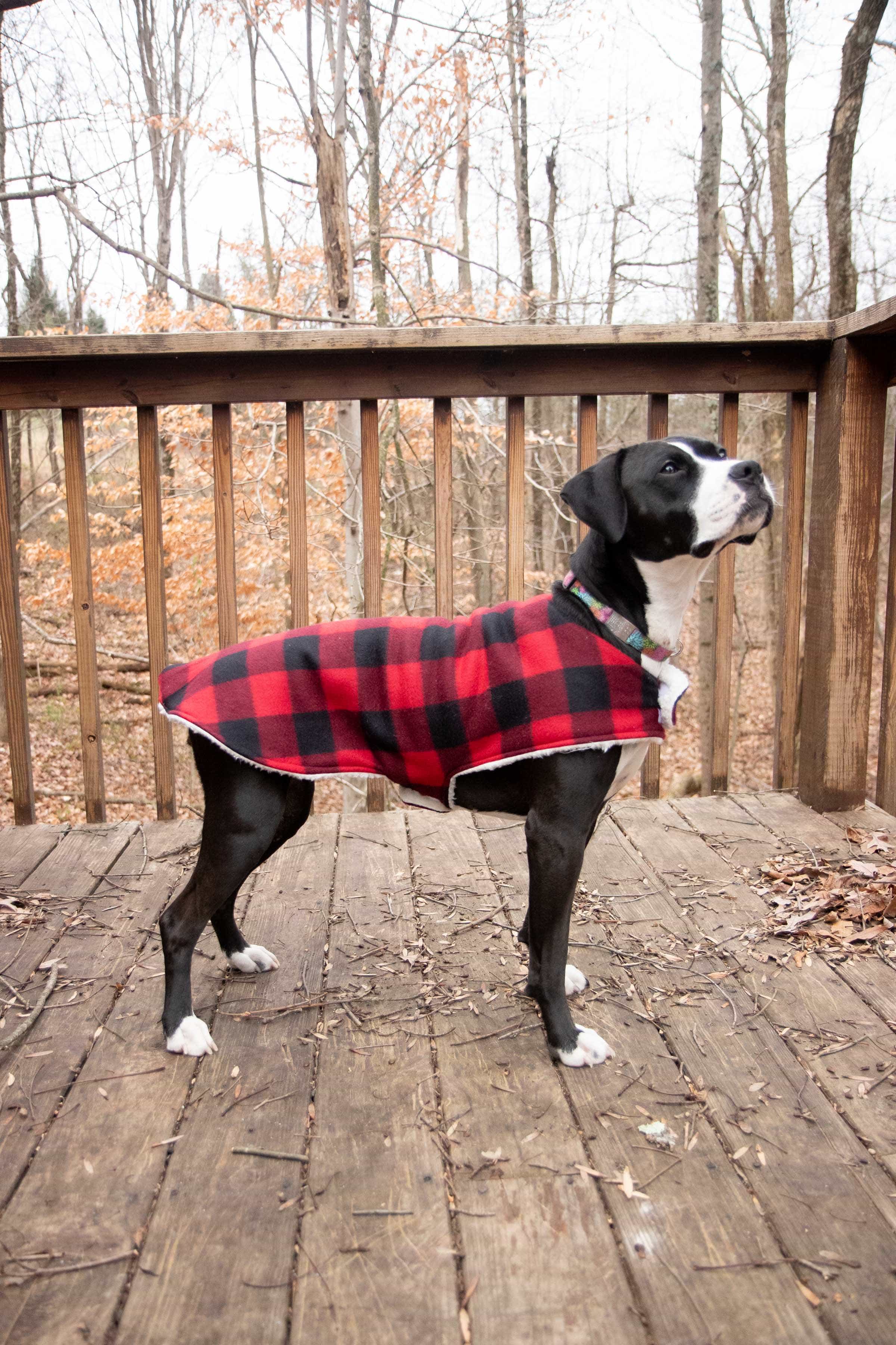 Black and white dog wearing a plaid custom dog coat outside