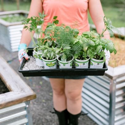 Woman holding a tray full of vegetable seedlings for organic vegetable gardening.