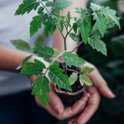 Hands holding a tomato plant seedling