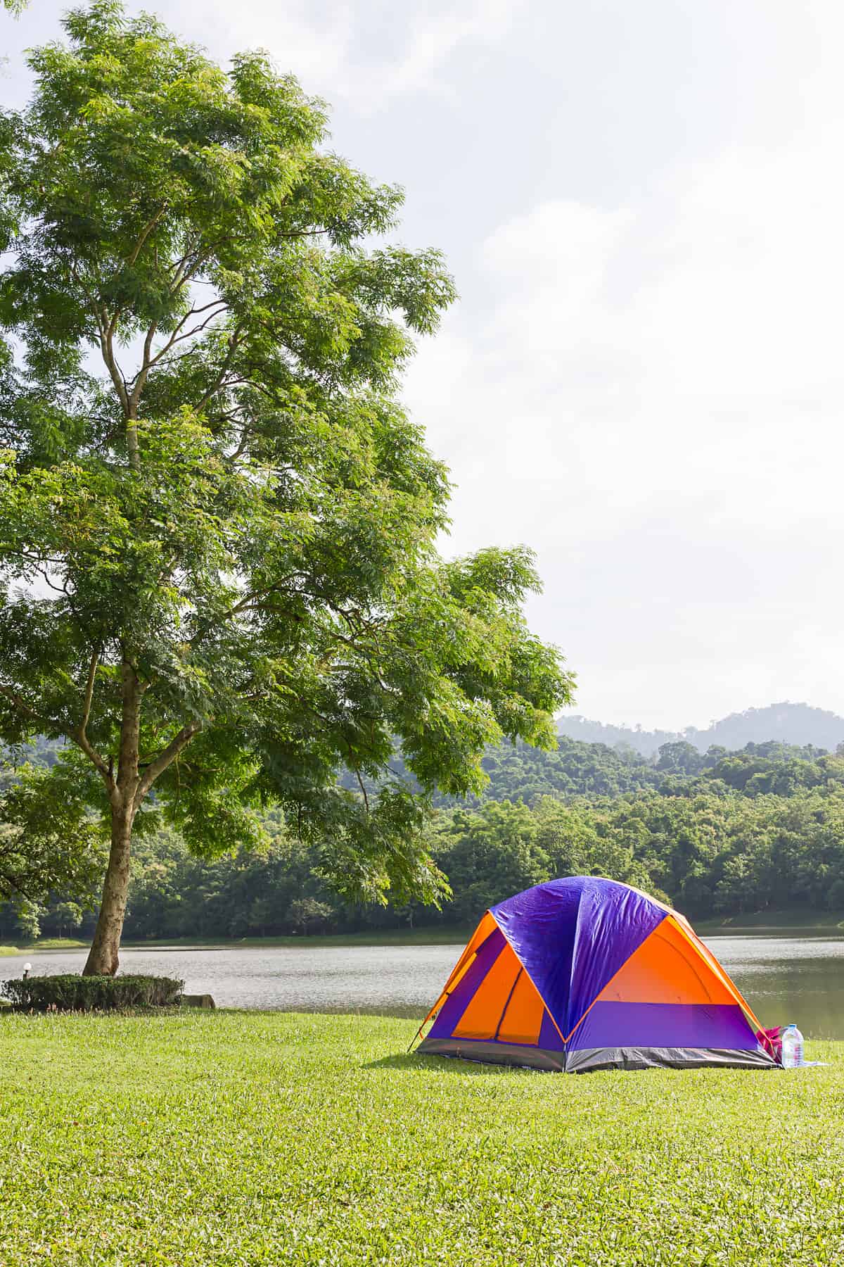 A purple and orange tent sits in a field next to a river and a big tree. 