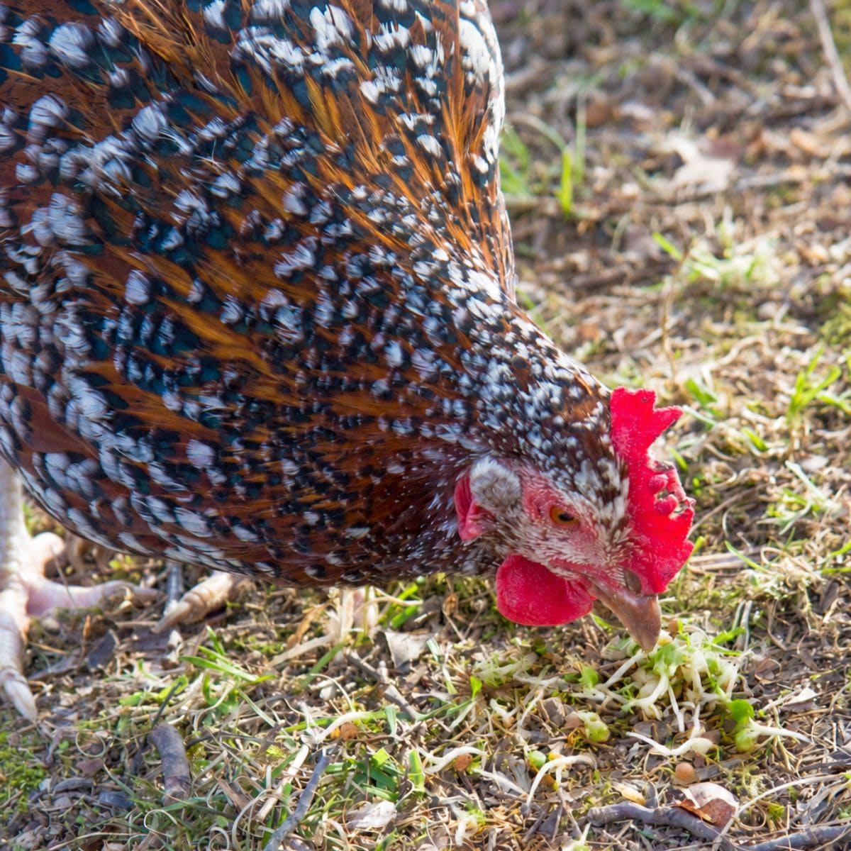 A chicken pecks at sprouted lentils on the ground