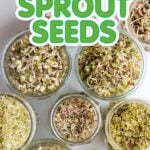 Jars of sprouted seeds on a countertop with the text "How to Sprout Seeds"