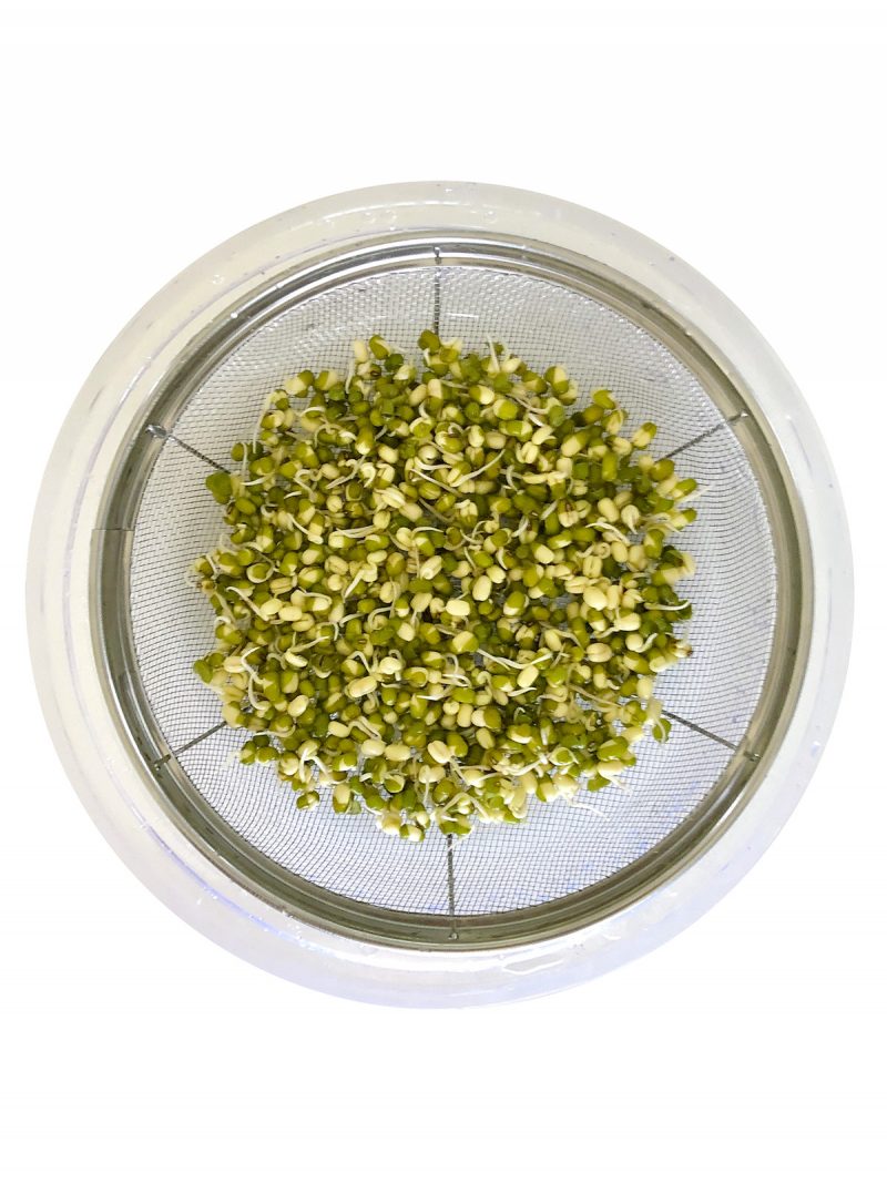 Overhead view of SproutGrower with sprouted mung beans on white countertop.
