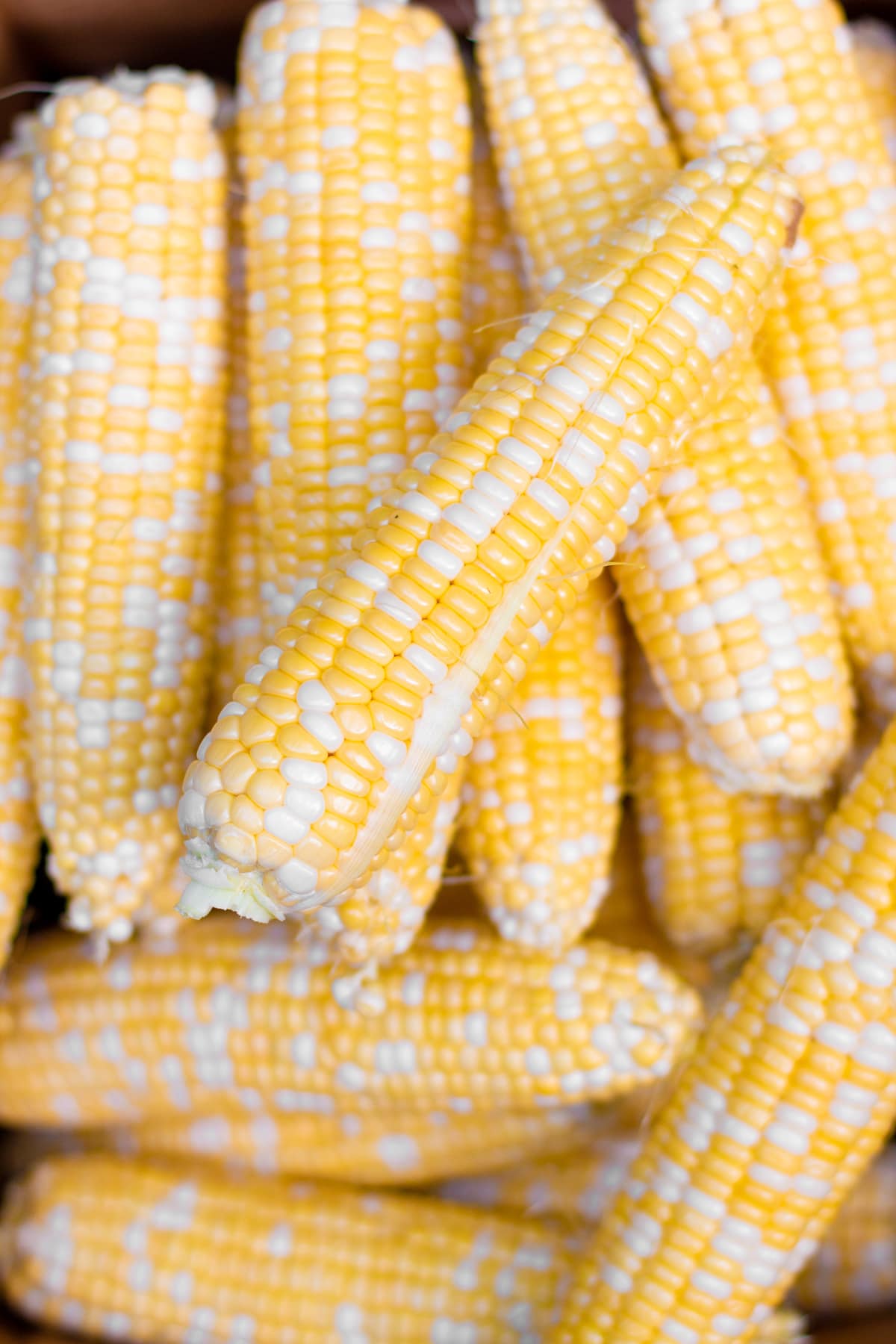 Close-up of a pile of shucked ears of corn.