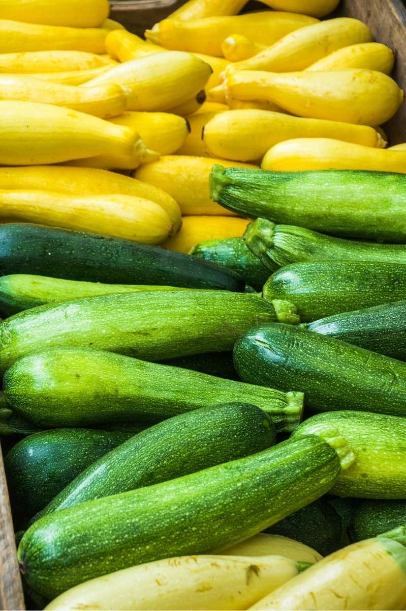 Stacks of summer squash and zucchini in a long row.