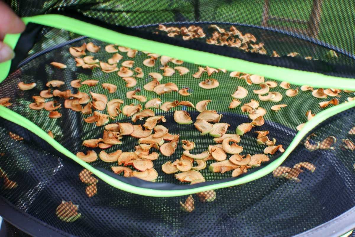 Sun dried apples outdoors in a mesh container showing how to dehydrate apples.