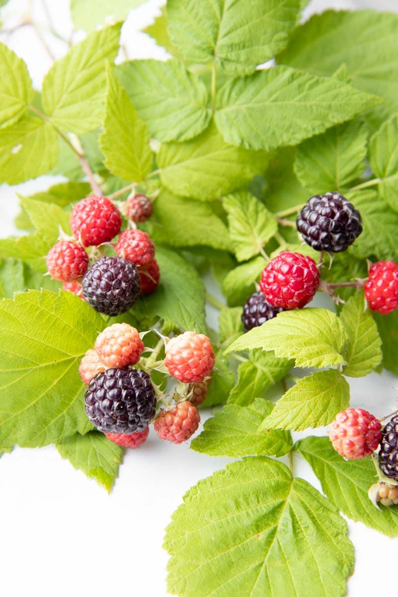 Close view of fresh black and red raspberries in clusters still attached to stems with bright green leaves.