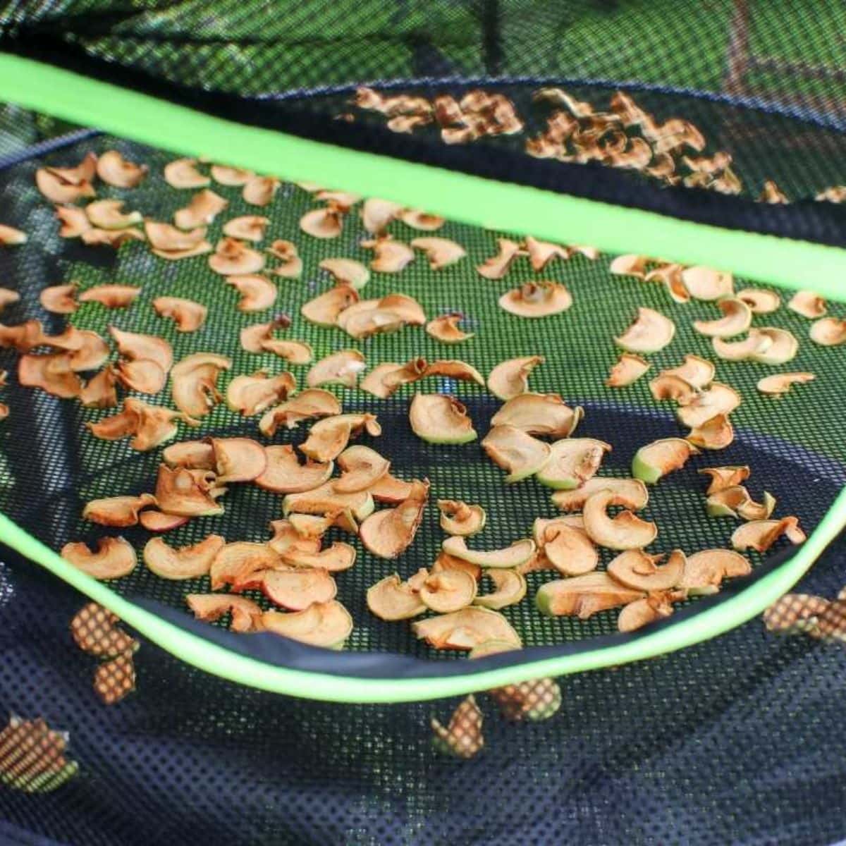 Drying apples outside on a drying rack
