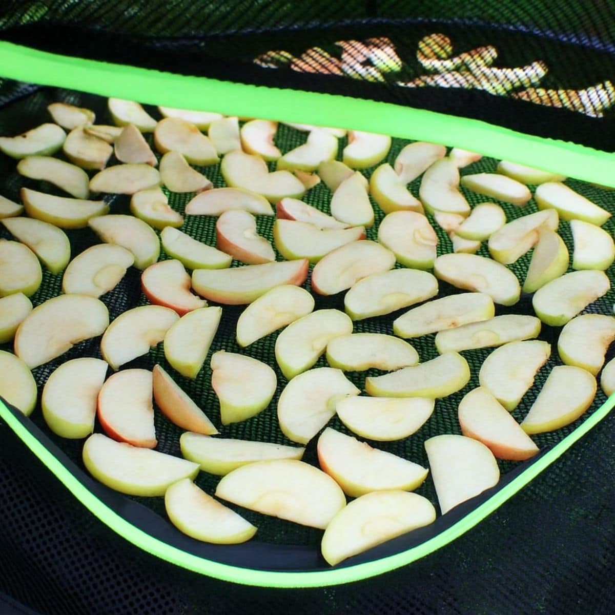 Apple slices on a food drying rack