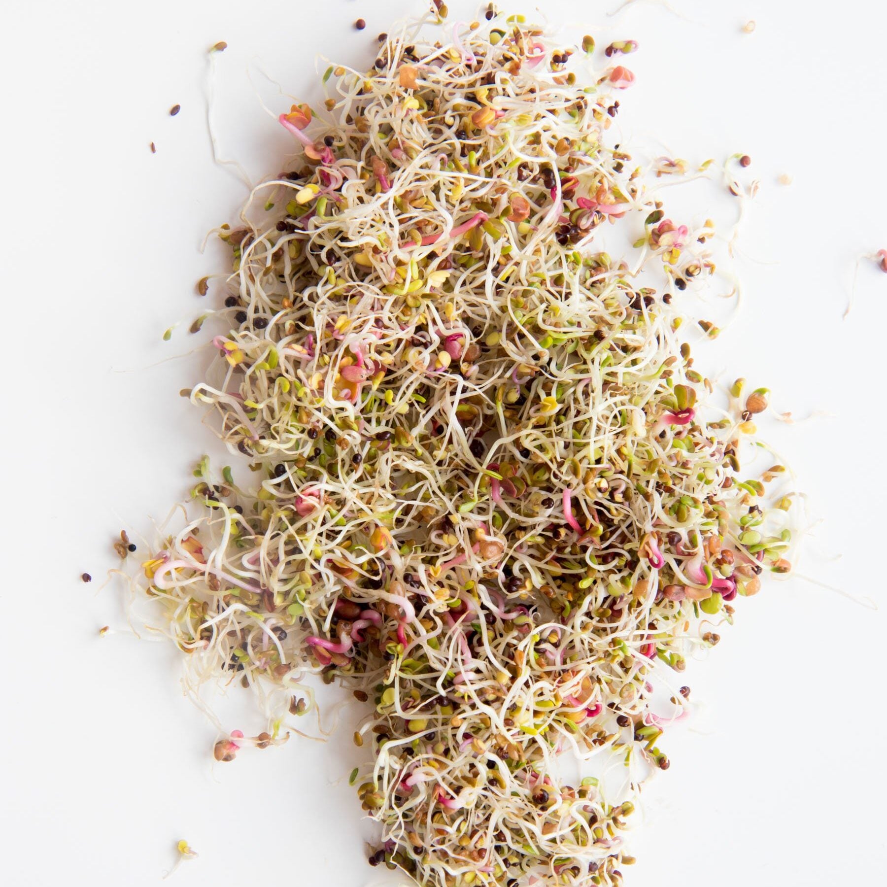 Mix of various types of sprouts on a white background